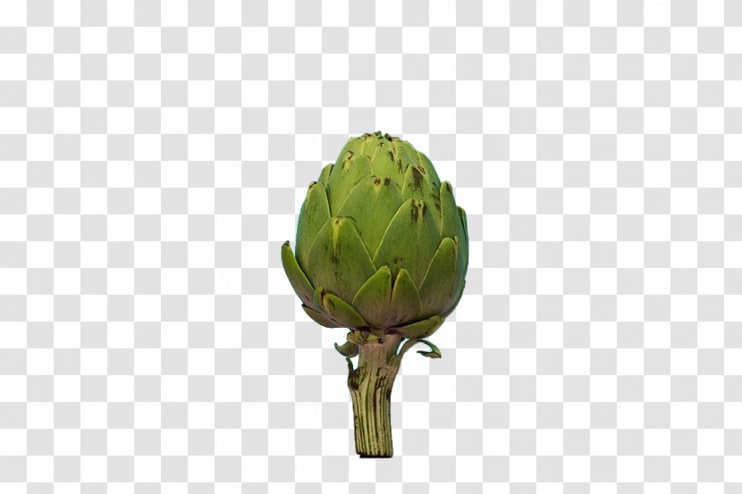 Artichoke Plant Stem - Cynara - Creative Broccoli Transparent PNG