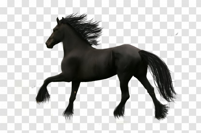 Friesian Horse - Mane - Picture Cartoon Pictures,Running Transparent PNG