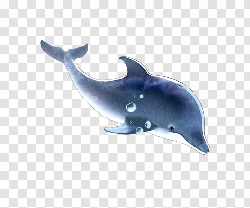 Common Bottlenose Dolphin Tucuxi Rough-toothed Porpoise - Marine Biology - Blue Dream Transparent PNG