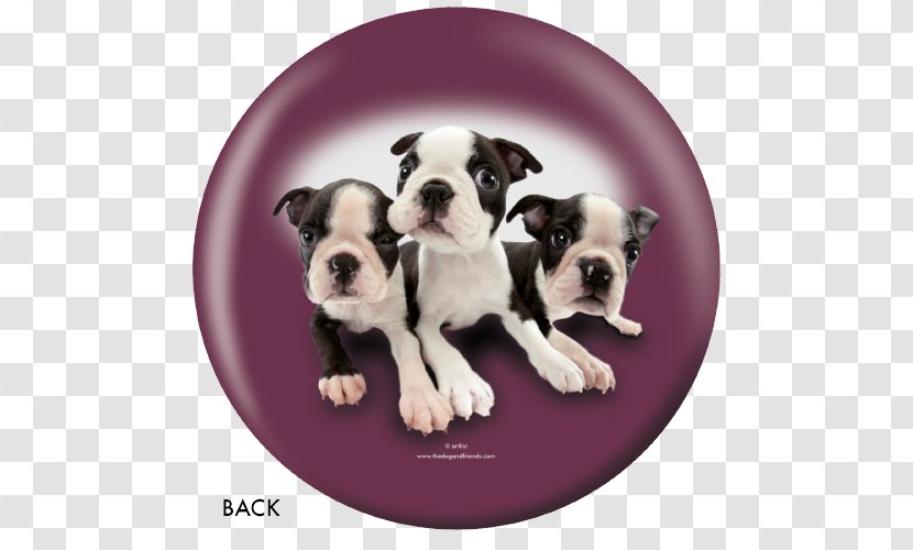 Boston Terrier Old English Bulldog Olde Bulldogge Toy Valley - Dog Like Mammal - Puppy Transparent PNG