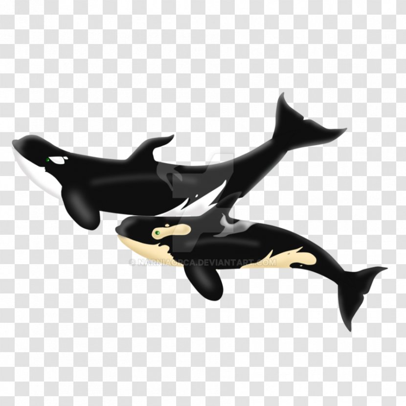 Dolphin Product Design - Mammal Transparent PNG