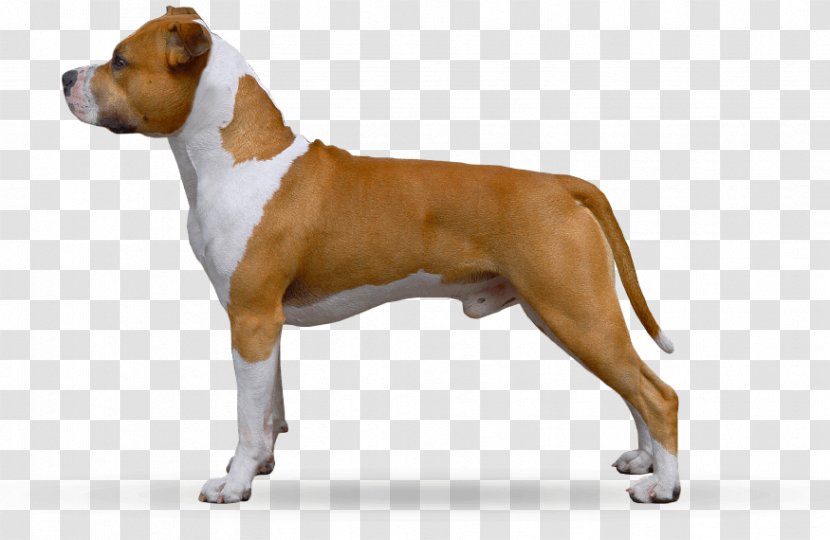 American Staffordshire Terrier Dog Breed Boxer Olde English Bulldogge Bull - Bulldog - Puppy Transparent PNG