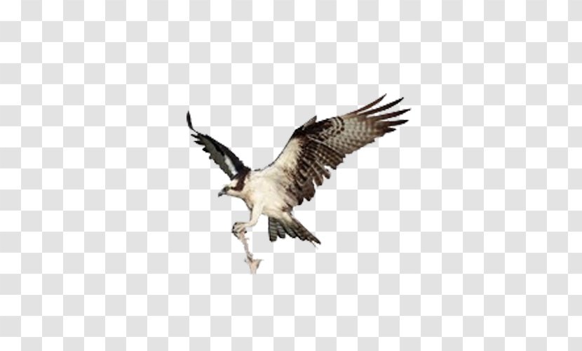 Bird Of Prey Crane Eagle - Wing - Fly Sky Transparent PNG