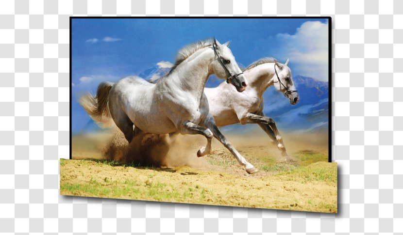 Desktop Wallpaper Icelandic Horse Photography Wild - Livestock - Run Transparent PNG