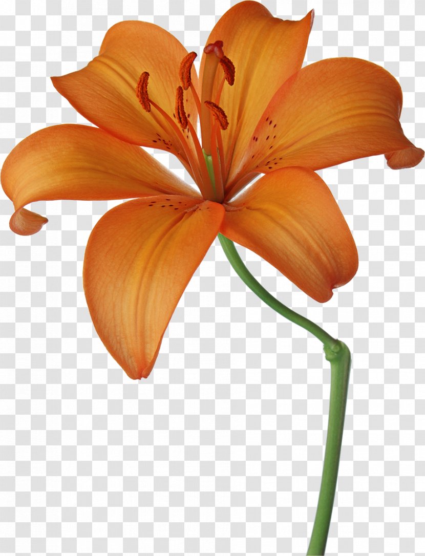 Flower Lilium Floral Design Photography - Daylily - Lily Transparent PNG