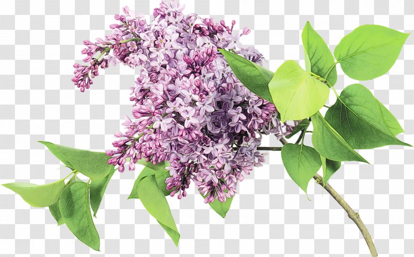 Flower Lilac Plant Purple - Tree - Buddleia Branch Transparent PNG