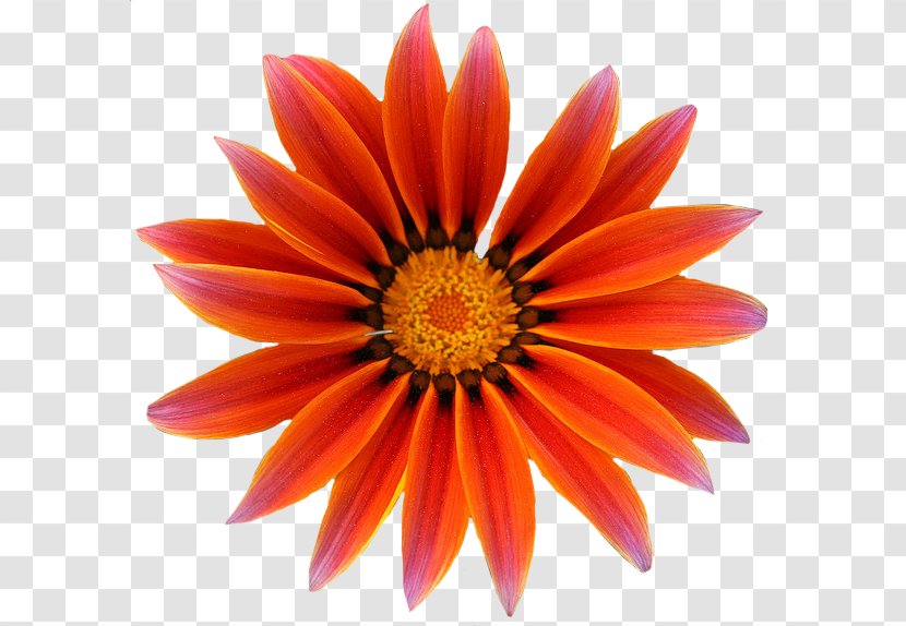 Gazania Free Download - Close Up - Petal Transparent PNG