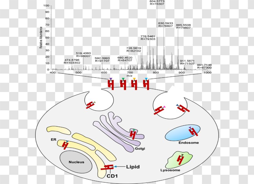 Antigen Lipid CD1D /m/02csf T Cell - Immune System - Lipidanchored Protein Transparent PNG