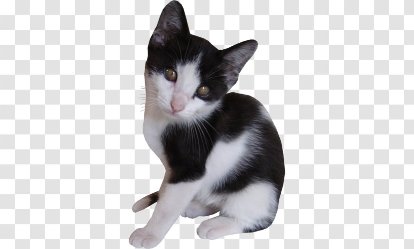 European Shorthair American Wirehair Whiskers Aegean Cat Kitten Transparent PNG
