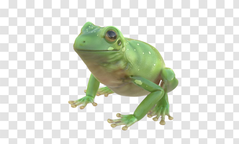 Frog True Frog Green Tree Frog Animal Figure Transparent PNG