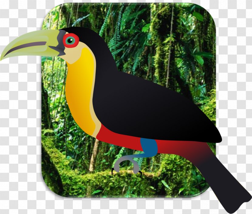 Bird Beak Temminck's Tragopan Toucan Quetzal Transparent PNG
