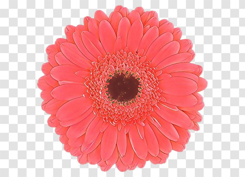 Artificial Flower - Pink - Daisy Family Transparent PNG