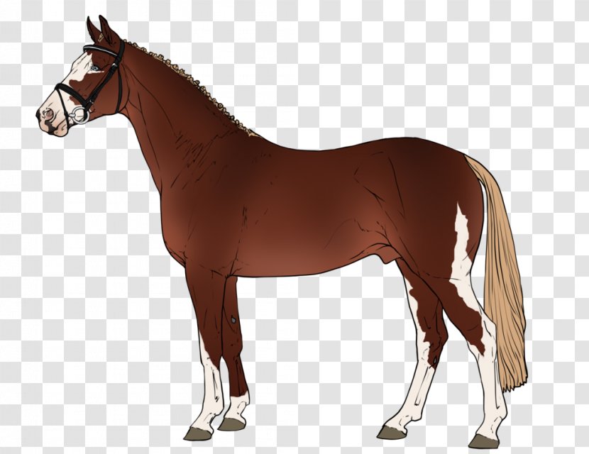 Arabian Horse Pony Of The Americas Criollo Appaloosa Foal - Bridle - SHREW Transparent PNG