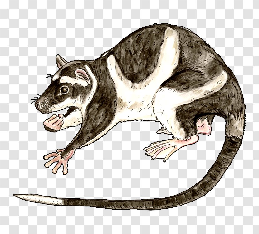 Common Opossum Water Patagonian Marsupial - Animal - Hand-painted Animals Transparent PNG