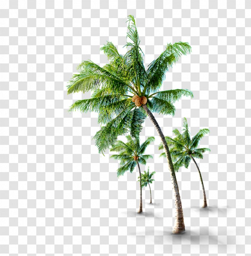 Coconut Tree If(we) - Pptx - Material Transparent PNG