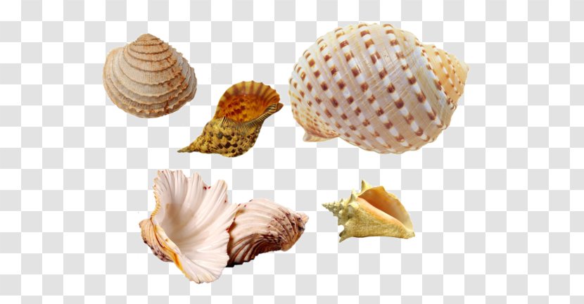 Cockle Seashell Conchology Sea Snail - Scallop Transparent PNG