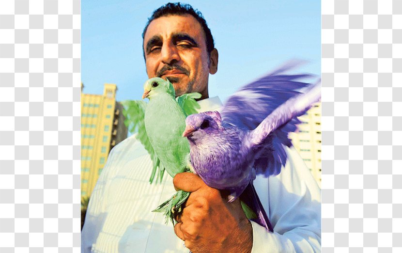 George Washington University Graduate School Of Education And Human Development Sharjah Animal Market Parrot Pet - Mohammed Ali Transparent PNG