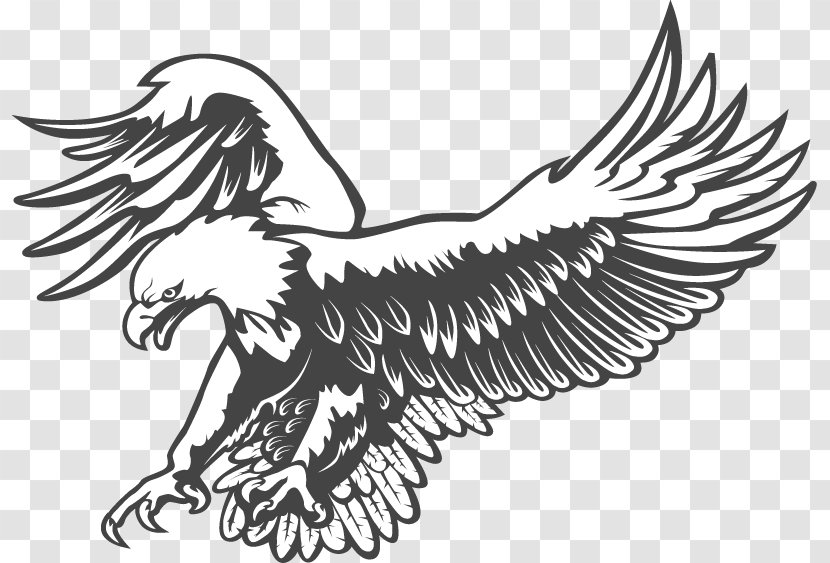 Bald Eagle Clip Art Black And White Vector Graphics - Galliformes Transparent PNG