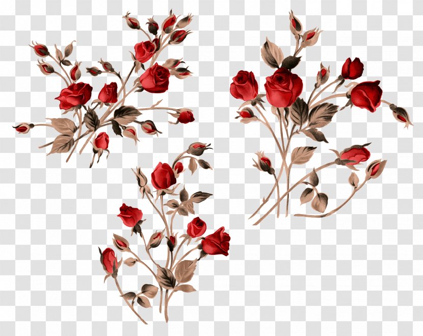 Garden Roses Clip Art - Twig - Rose Transparent PNG