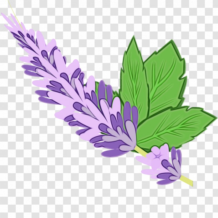 Feather - Leaf - Perennial Plant Transparent PNG