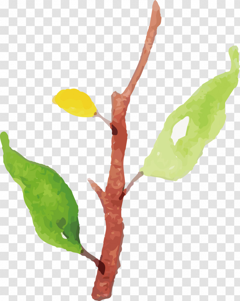 Twig Plant Stem Leaf Plants Science Transparent PNG