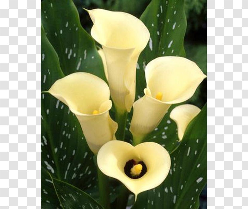 Arum-lily Color Bog Arum Cut Flowers - White - Flower Transparent PNG