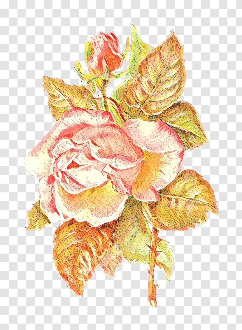 Garden Roses - Cut Flowers - Rose Family Plant Transparent PNG