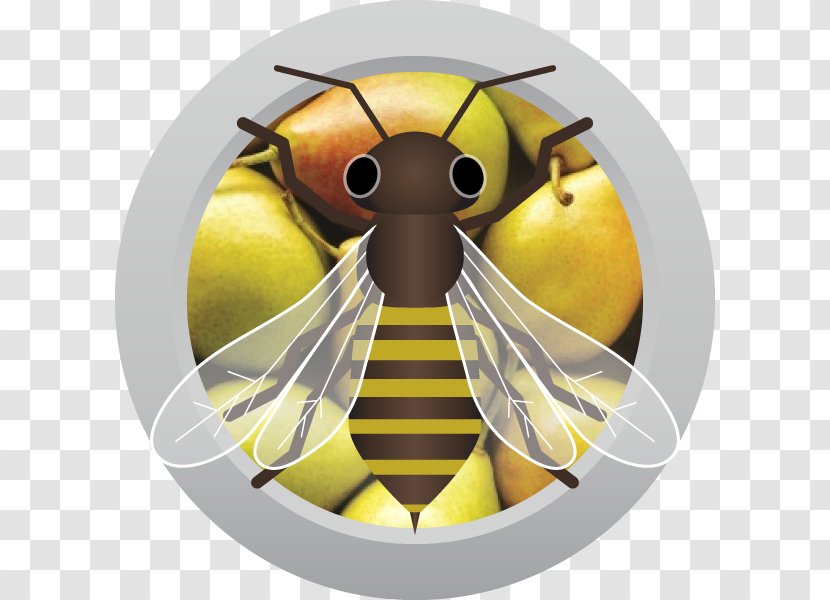 Sweet Mead Traditional Wine Honey Bee Transparent PNG