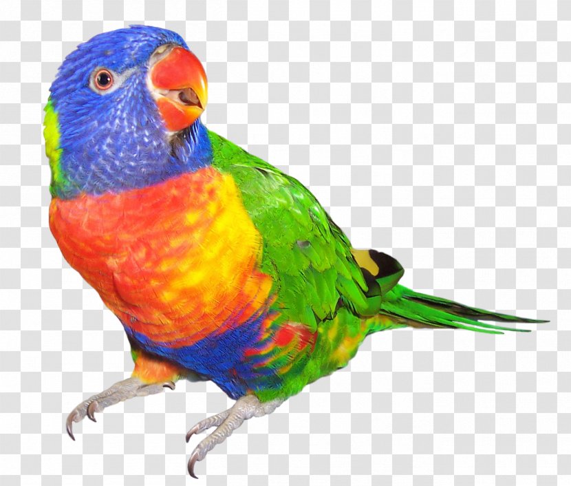 Rainbow Lorikeet Parrot Bird Budgerigar Dog - Toys Transparent PNG