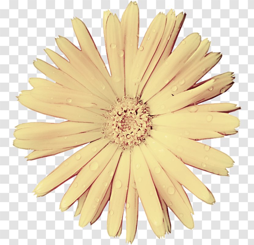 Daisy - Barberton - Cut Flowers Transparent PNG