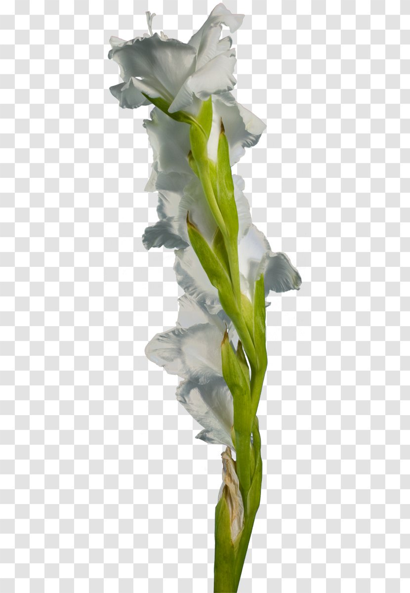Gladiolus Cut Flowers Hyacinth Plant Stem - Http Cookie Transparent PNG