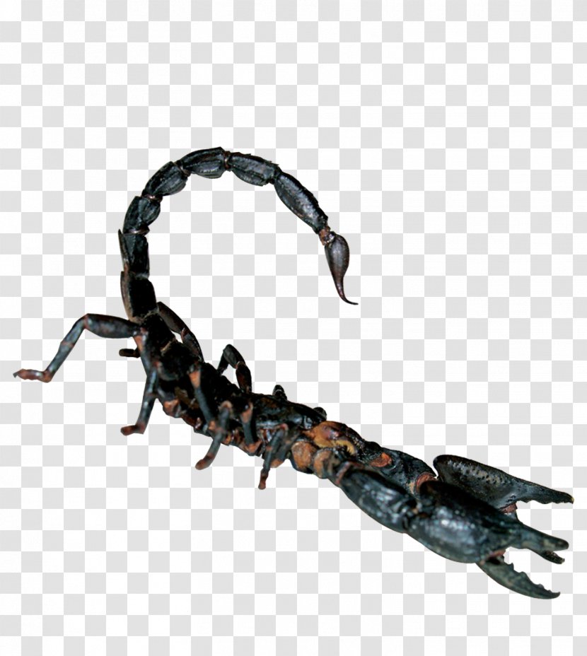 Scorpion Toxin Reptile Poison - Google Images - Poisonous Transparent PNG