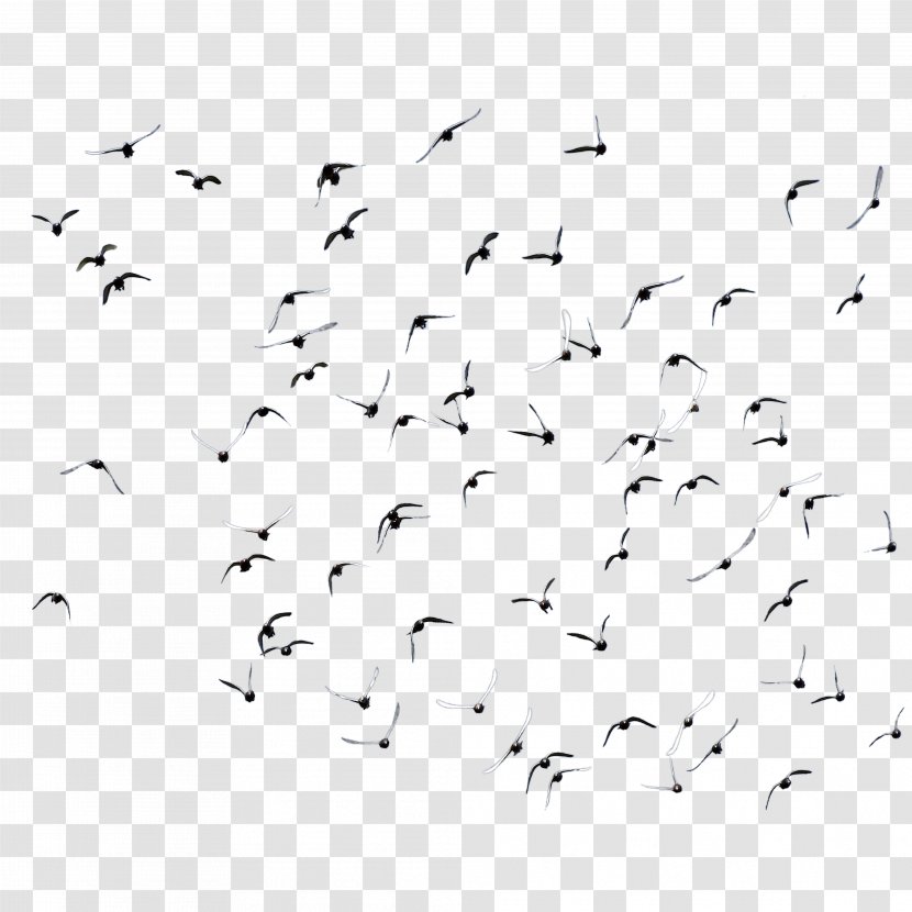 Bird Domestic Pigeon Flock - Area Transparent PNG