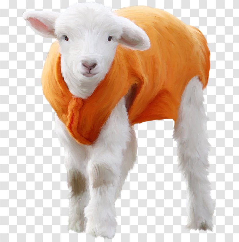 Sheep Goat Image Animal - Goats Transparent PNG