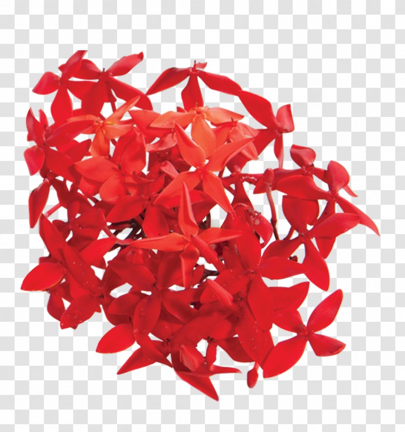 Ixora Coccinea Red Petal Infant Flower - Skin Whitening - West Indian Jasmine Transparent PNG