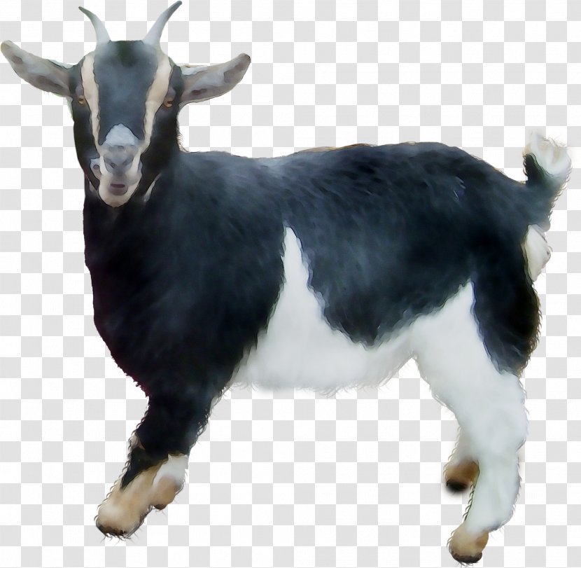 Goat - Fur Transparent PNG