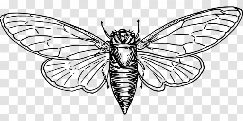 Australian Plague Locust Coloring Book Plagues Of Egypt Clip Art - Insect - Moth Transparent PNG