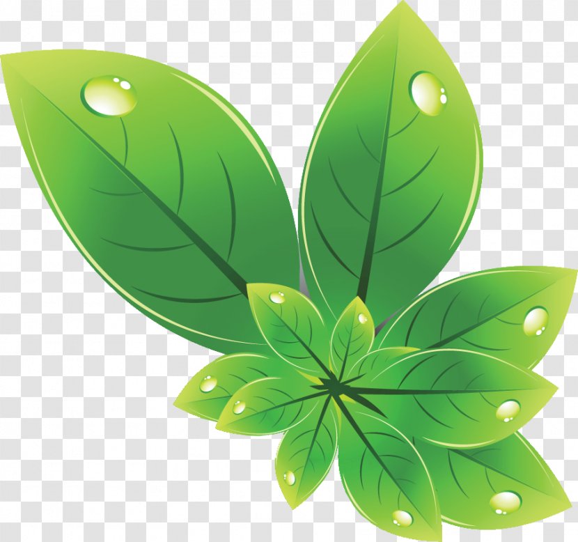 Leaf Lotus Effect Photography - Selfcleaning Surfaces Transparent PNG
