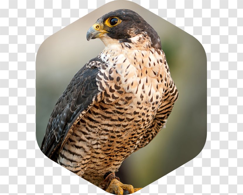 Bird Stock Photography Peregrine Falcon Transparent PNG