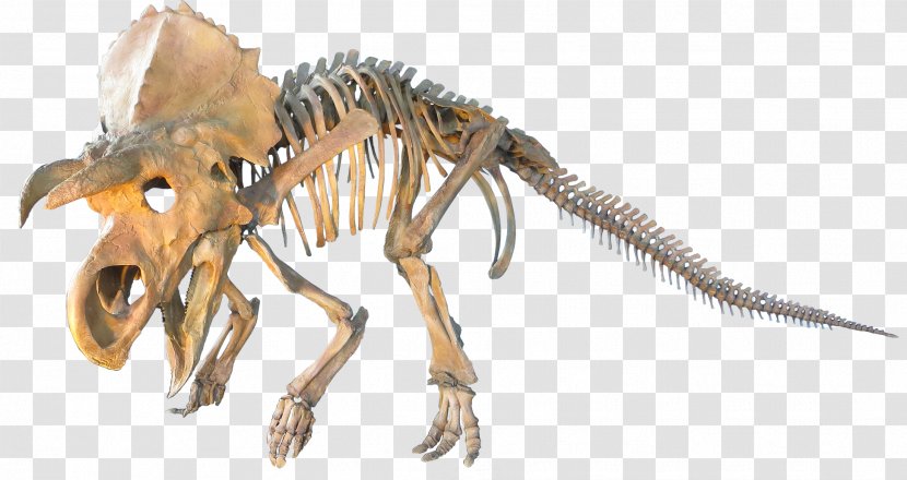 Ceratopsia Triceratops Plesiosauria Dinosaur Late Cretaceous - Human Skeleton Transparent PNG