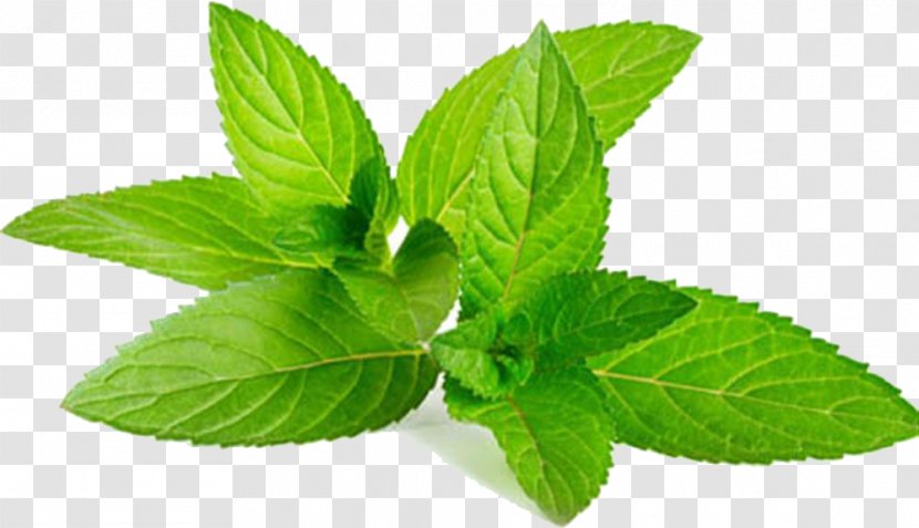 Mentha Spicata Water Mint Peppermint Home Remedy Anaphrodisiac - Extraction - Licorice Transparent PNG