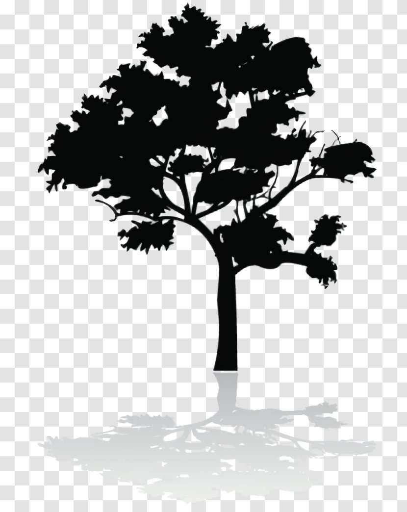 Oak Tree Silhouette - Deciduous Transparent PNG