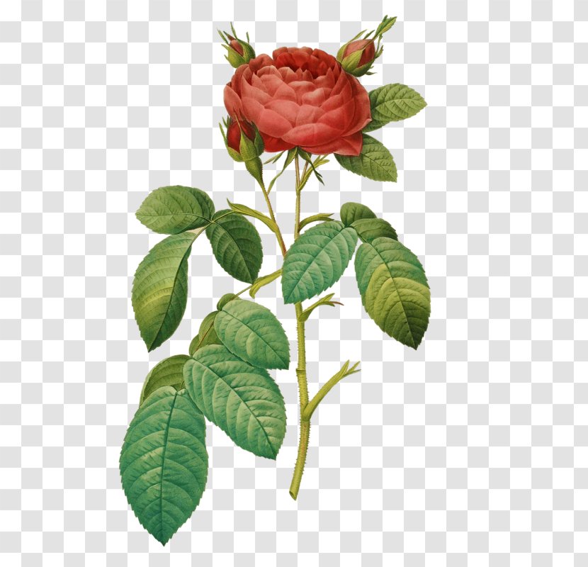 Les Roses Book French Rose Botany - Botanical Illustration Transparent PNG
