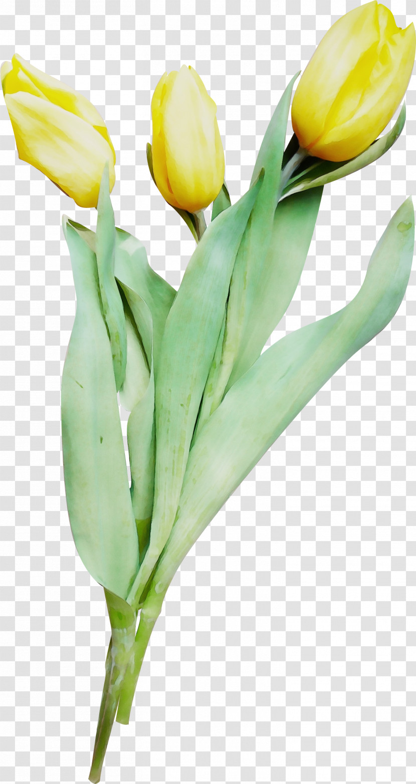 Flower Tulip Yellow Plant Cut Flowers Transparent PNG
