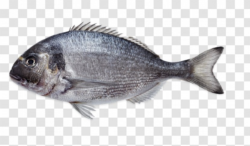Tilapia Gilt-head Bream Fish Products Seafood - Animal Source Foods Transparent PNG