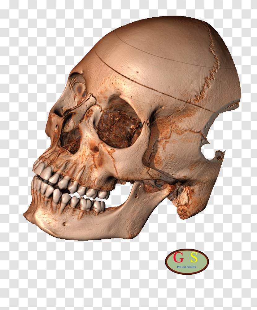 Human Skeleton Skull Snout Turtle Transparent PNG