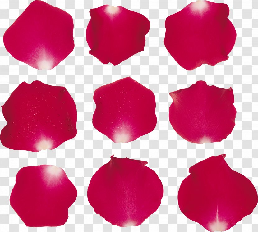 Garden Roses Clip Art - Red - Rose Order Transparent PNG