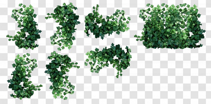 Vine Ivy Plant Clip Art Transparent PNG
