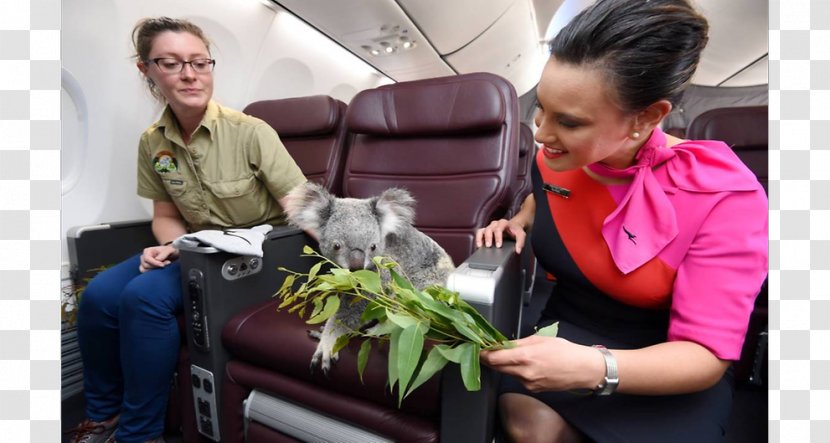 Lone Pine Koala Sanctuary Flight Airplane Qantas - Centre Transparent PNG