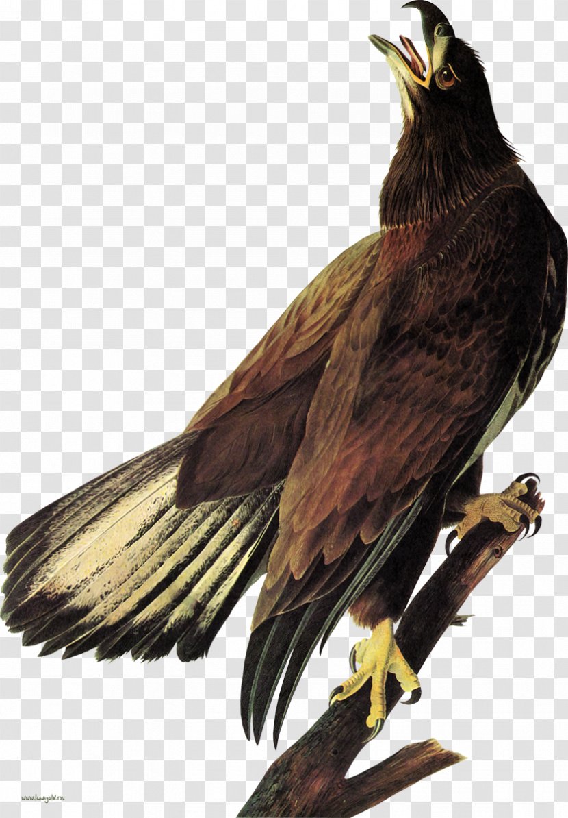Bald Eagle The Birds Of America White-tailed Hawk - Redtailed Transparent PNG